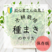 水耕栽培の種まき、発芽、定植までの方法