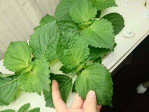 大葉 水耕栽培