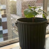 IKEAのおしゃれな容器でナス栽培！（エコゲリラ店長の独り言）