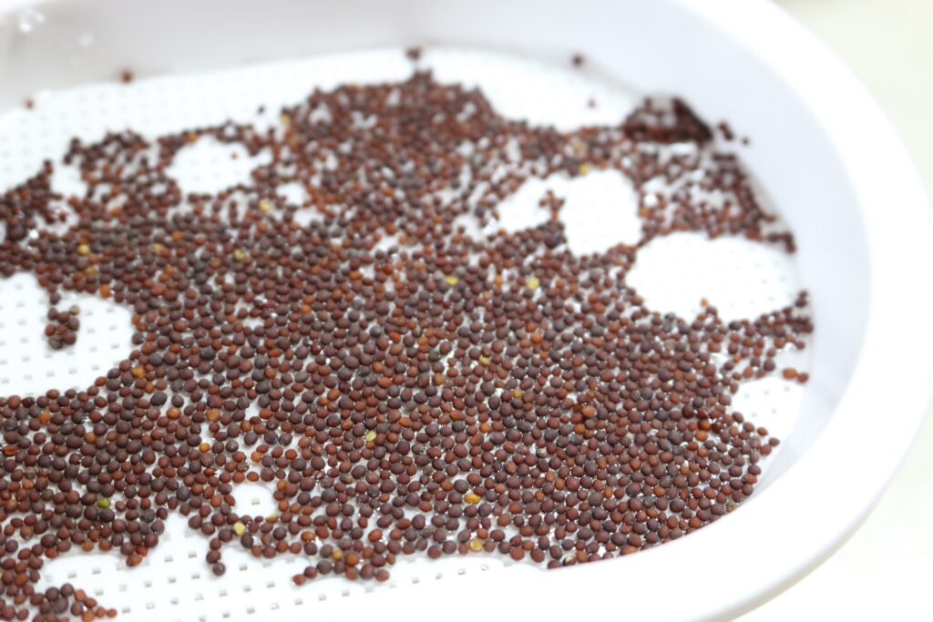 ブロッコリースプラウト　育て方 