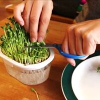 ブロッコリースプラウトの育て方。初心者でも簡単にできます！