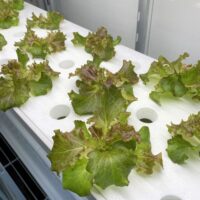 水耕栽培とは？初心者からはじめる水耕栽培！！