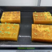 水耕栽培の寒さ対策！寒い時期にも野菜は育つ？