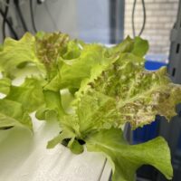 水耕栽培レタスの葉先が黒い？カルシウム欠乏 チップバーンとは？