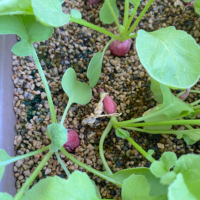 【水耕栽培】ラディッシュの育て方