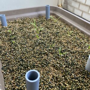 おうちのやさい菜園キット