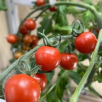 ミニトマトの糖度9％！（水耕栽培専門店エコゲリラ店長の独り言）