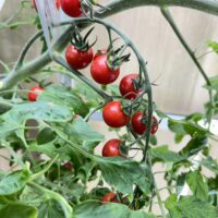 水耕栽培で「ミニトマト」を育てるために必要なこと