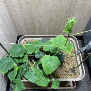 水耕栽培 きゅうり