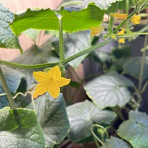 水耕栽培 きゅうり