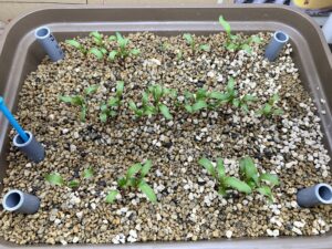 水耕栽培ビーツ