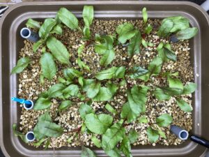 水耕栽培ビーツ