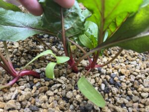 水耕栽培ビーツ