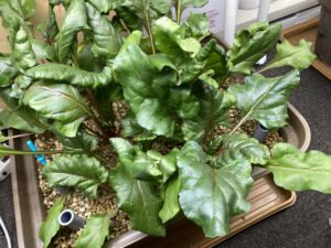 水耕栽培ビーツ