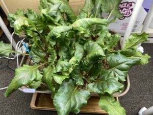 水耕栽培ビーツ