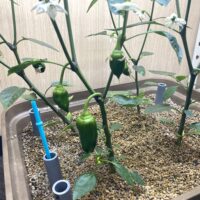 ピーマンの水耕栽培！水耕栽培キットで初心者でも簡単栽培！（エコゲリラ店長の栽培日記）