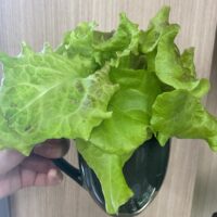 100均アイテムでレタスの水耕栽培！水耕栽培初心者向け（エコゲリラ店長の栽培日記）
