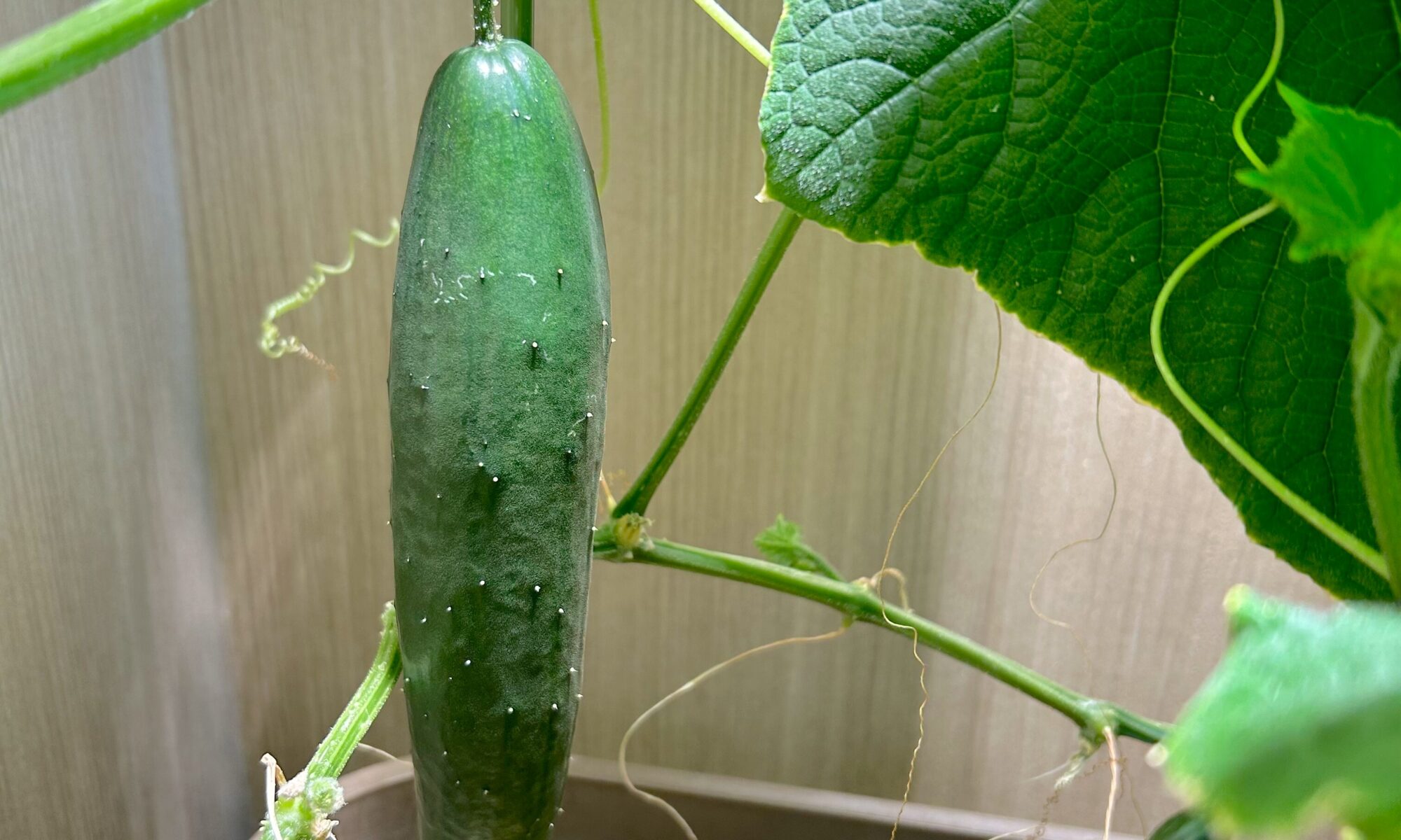 水耕栽培　きゅうり